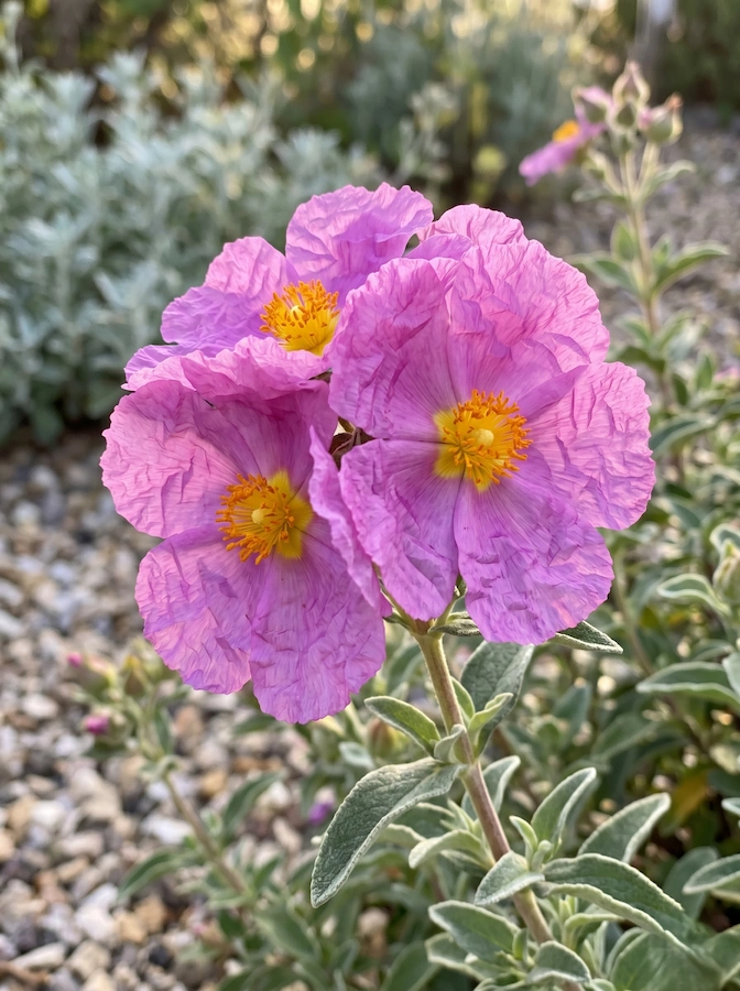 Detalle flor de Cistus creticus