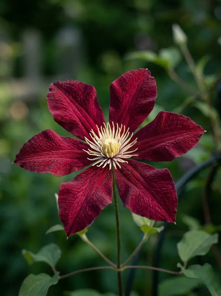primer plano de flor de clemátide