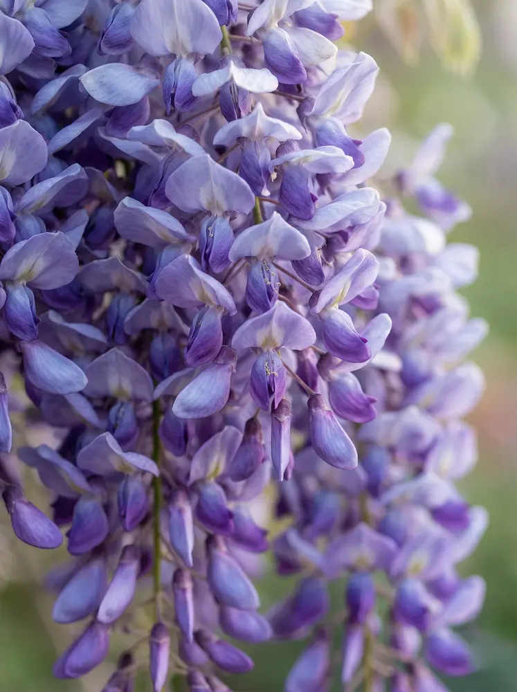 detalle primer plano de flor de glicinia