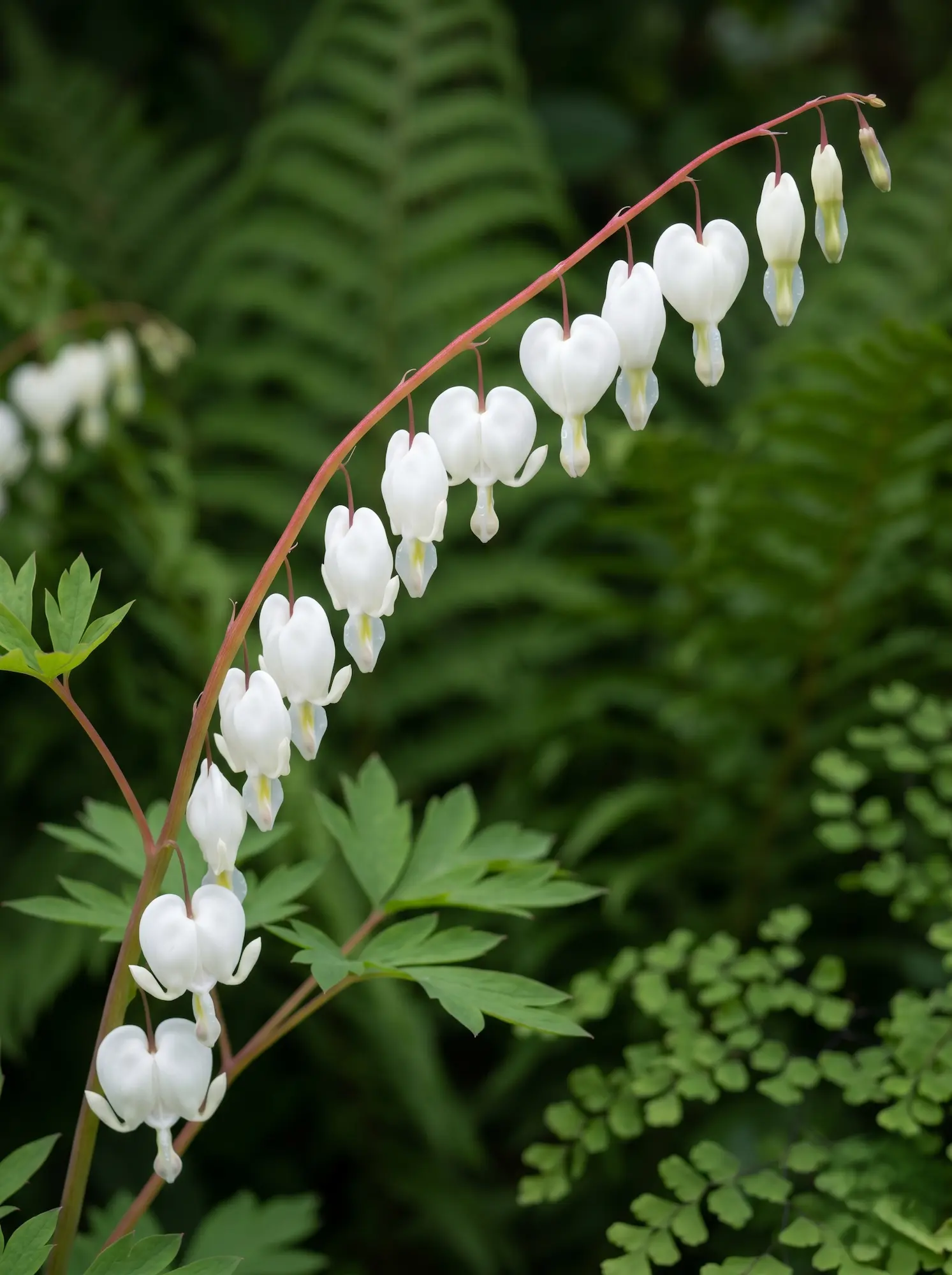 Primer plano de las flores en forma de corazón blanco de la Dicentra spectabilis 'Alba', destacando su geometría orgánica y pureza visual.