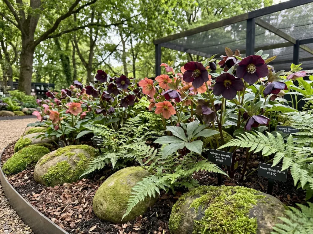 Detalle de eléboros de tonos oscuros y coral en un macizo de jardín profesional y cuidado.