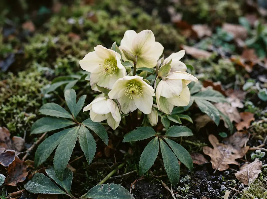 Flores de Eléboro o Rosa de Navidad en tonos crema y púrpura floreciendo en la sombra de un jardín invernal.