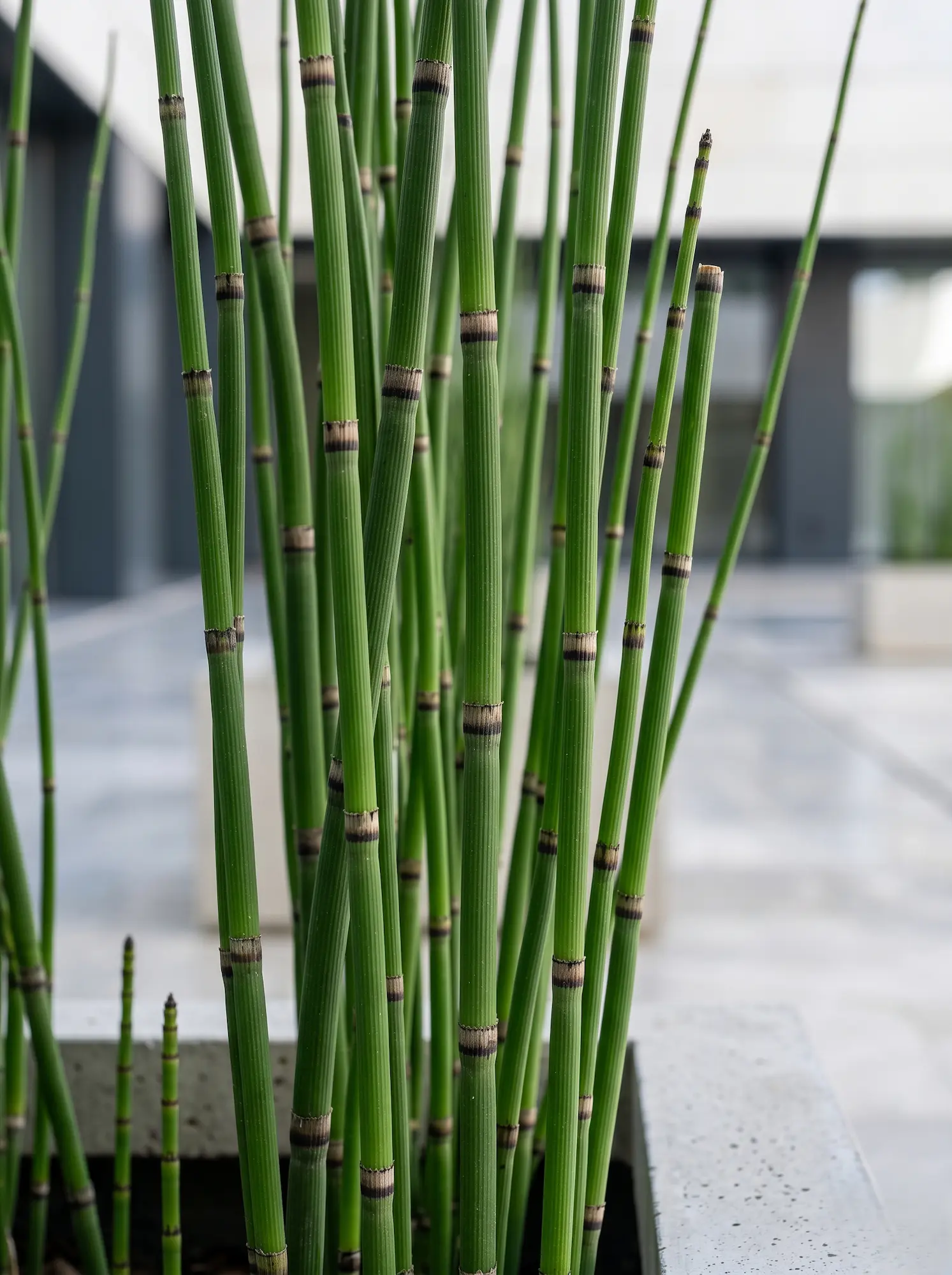 Primer plano fotográfico de los tallos cilíndricos, acanalados y de un verde intenso de la Cola de caballo (Equisetum hyemale), destacando sus marcados anillos oscuros.