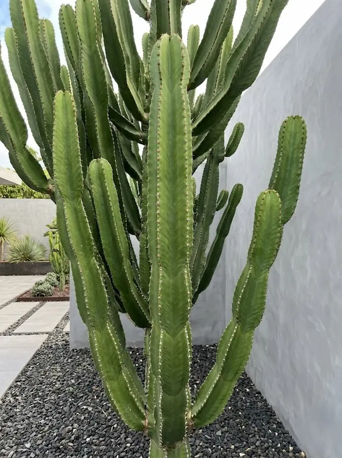Cardón canario o Euphorbia canariensis