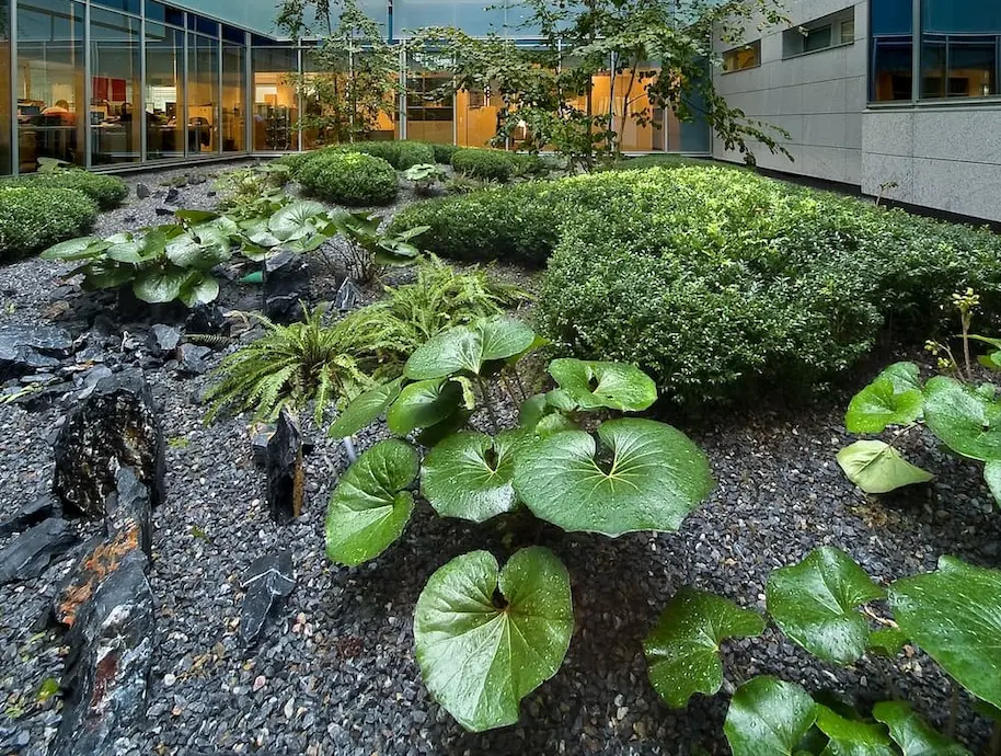 farfungium en composición de sotobosque oficinas Gorbea Madrid. Miguel Urquijo