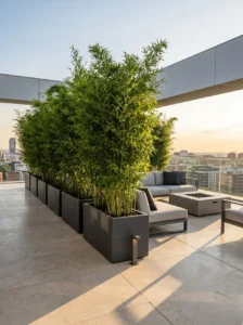 Fargesias En Jardineras Atico Bambú No Invasivo fargesia Spp Arquitectura Vegetal Y Privacidad Sin Riesgo Radicular
