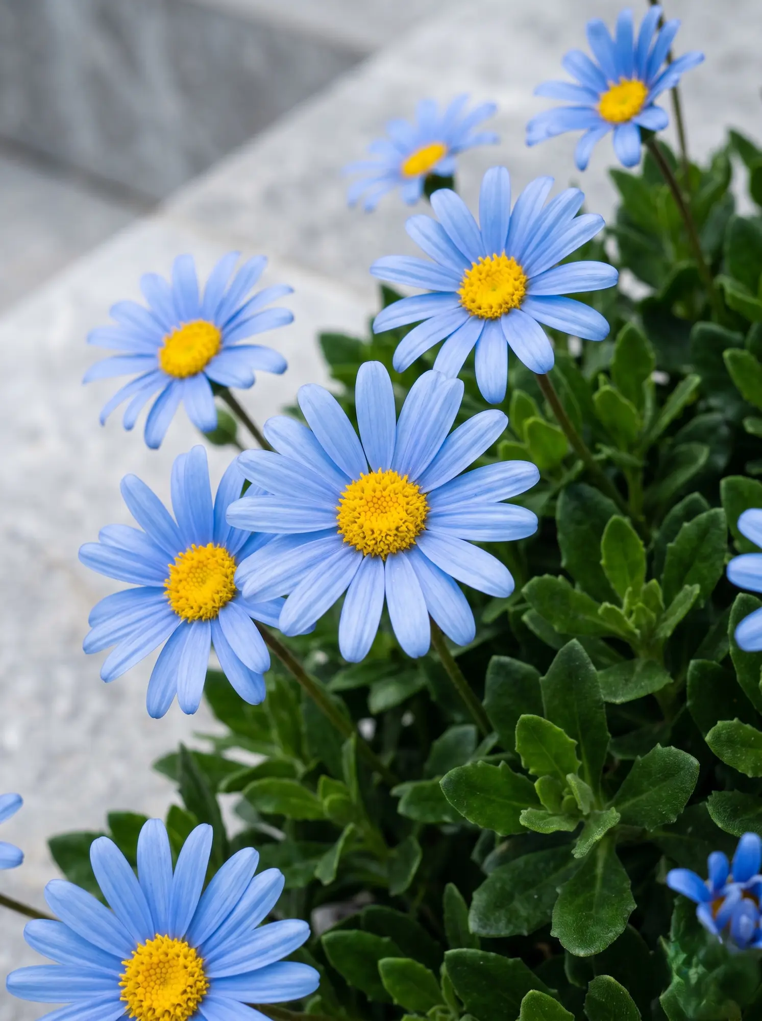 Primer plano fotográfico de la flor de la Margarita azul (Felicia amelloides), destacando el contraste entre sus pétalos de un azul puro y su botón central amarillo.