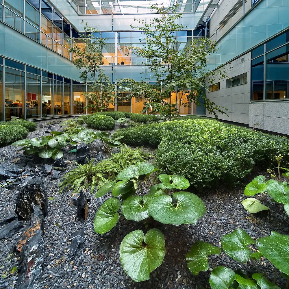 Gorbea vista de farfungium y abedules