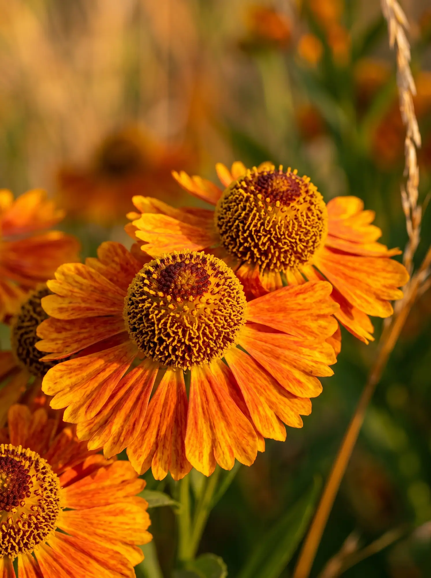 Primer plano fotográfico de la flor del Helenio (Helenium autumnale), mostrando su cono central prominente y sus pétalos en tonos cálidos bajo una luz perfecta.