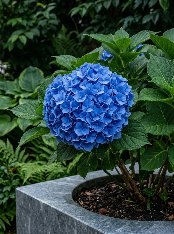 hortensias definen la arquitectura del jardín de sombra con sus generosas masas de color