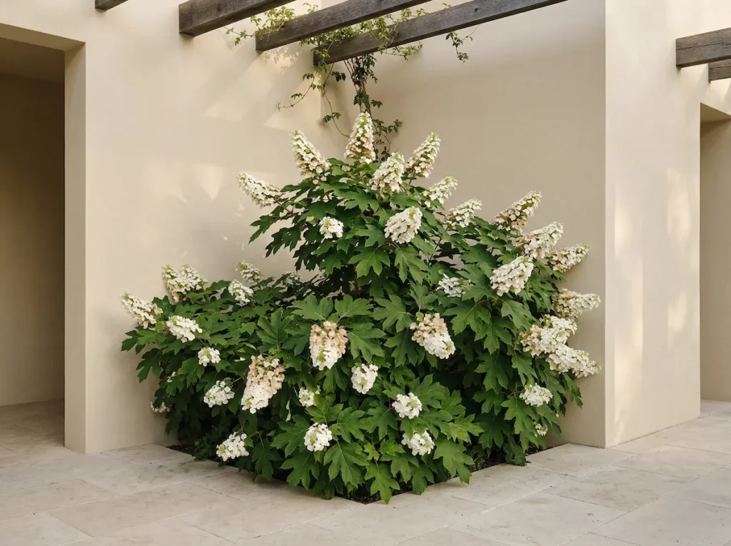 observamos la Hydrangea quercifolia en su totalidad, capturada a media distancia con nitidez absoluta. La planta muestra su porte acampanado y su madurez estructural apoyada contra una fachada de mortero de cal liso