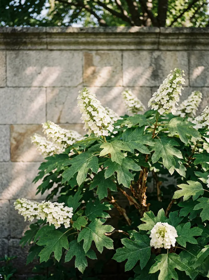La fuerza de esta especie reside en su geometría foliar. En la composición, las hojas actúan como captadores de luz en la sombra.