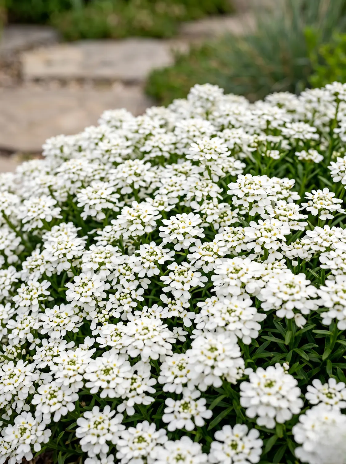 Primer plano de la floración blanca inmaculada del Iberis (Iberis sempervirens) sobre su follaje verde oscuro perenne.