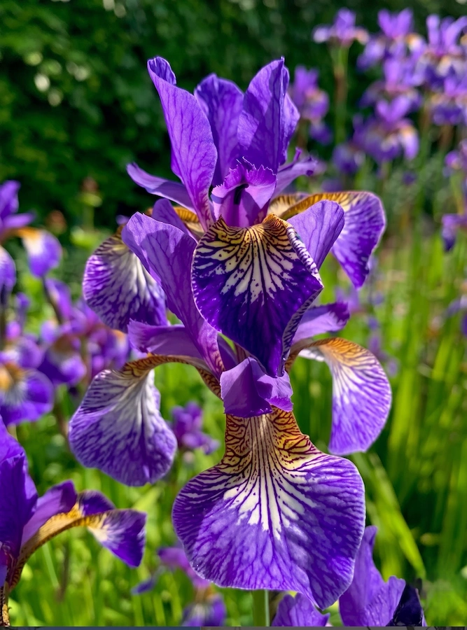 iris sibirica lirio de siberia espectacular flor