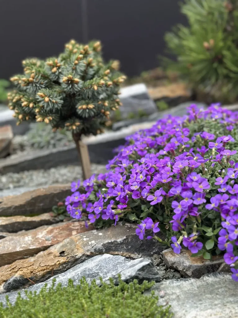 jardín de grietas checo