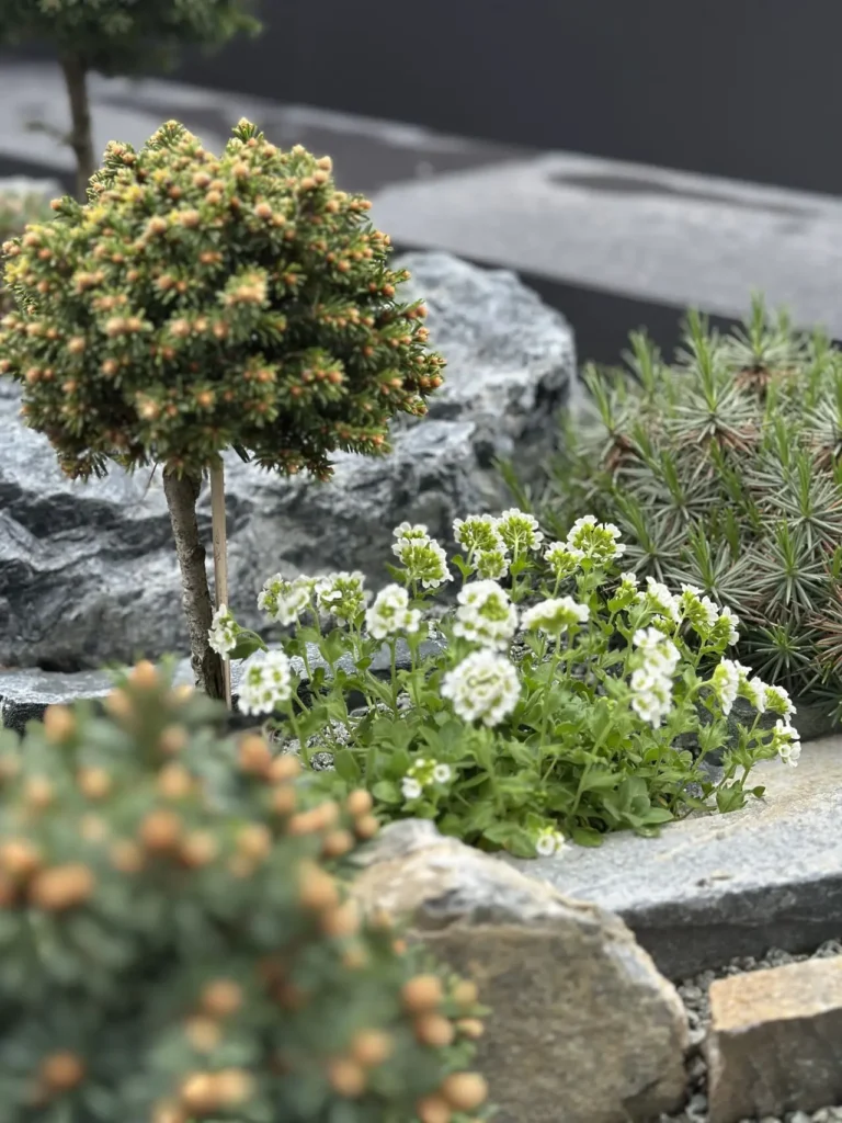 Este detalle revela una plantación milimétrica donde las especies de porte escultural aprovechan la retención térmica de la pizarra