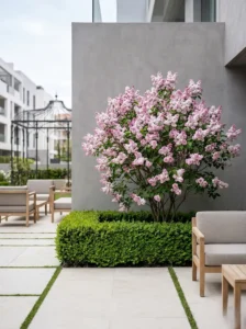 syringa vulgaris beauty moscow en terraza moderna