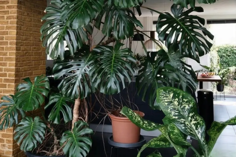 monstera costilla de adan, integrada en paisajismo interior