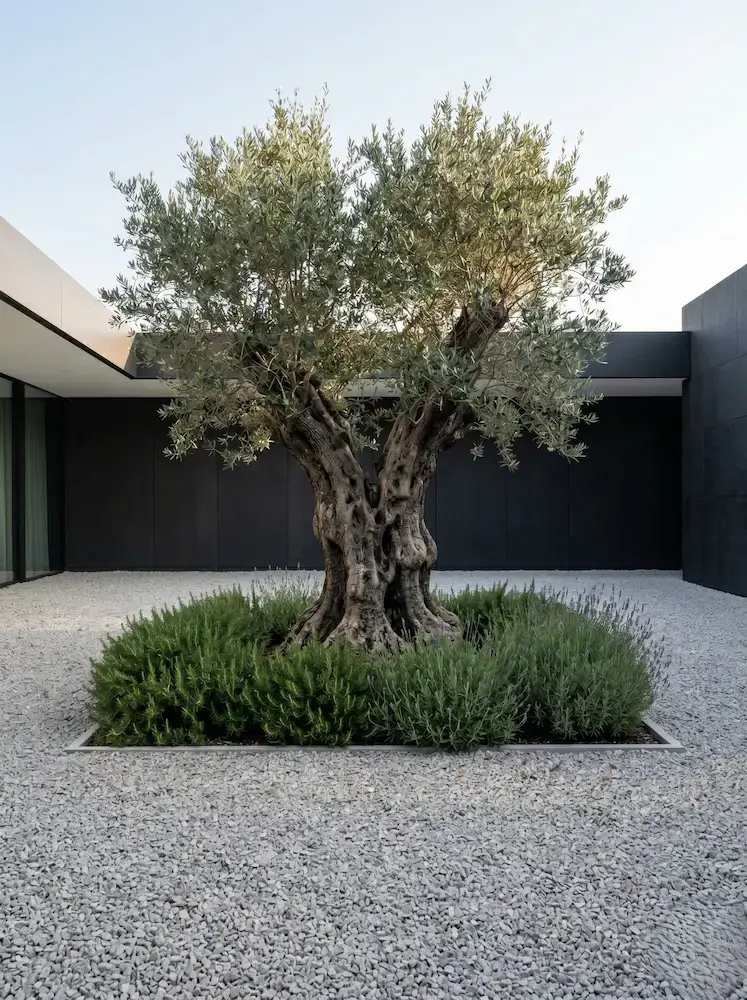 olivo ejemplar en patio de chalet urbano con lecho de grava de color gris