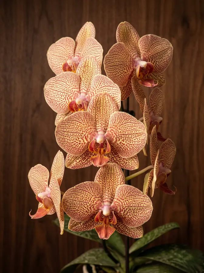 Primer plano de orquídea Phalaenopsis moteada en tonos tierra frente a pared de madera oscura.