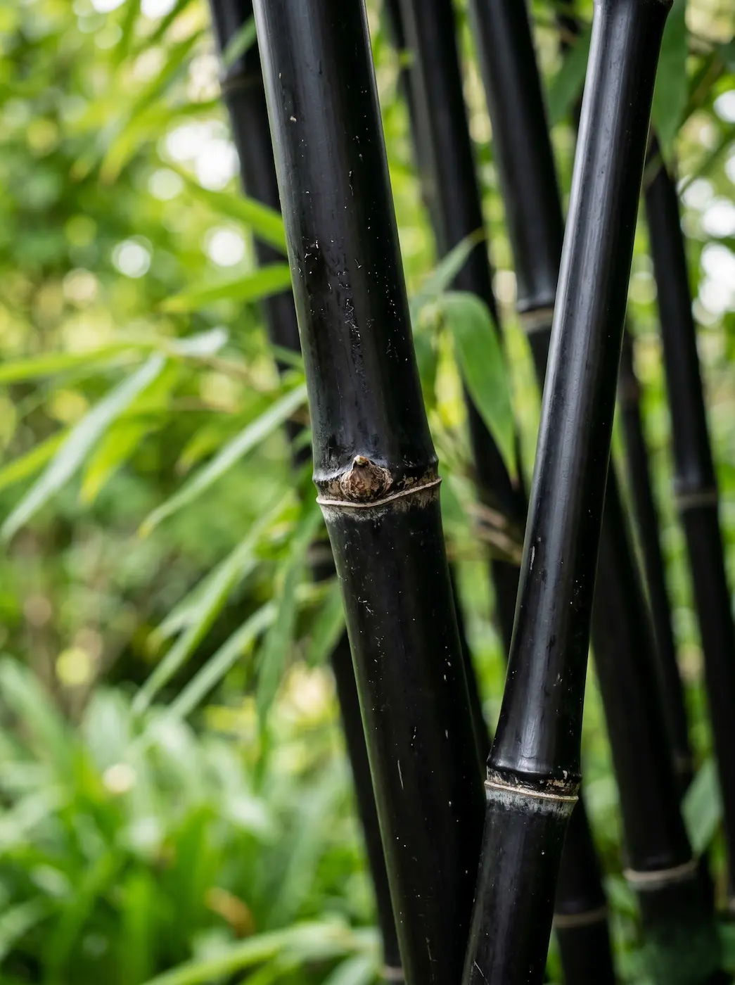 Fotografía macro de los culmos (cañas) de color negro ébano brillante del Phyllostachys nigra resaltando su textura y nudos.