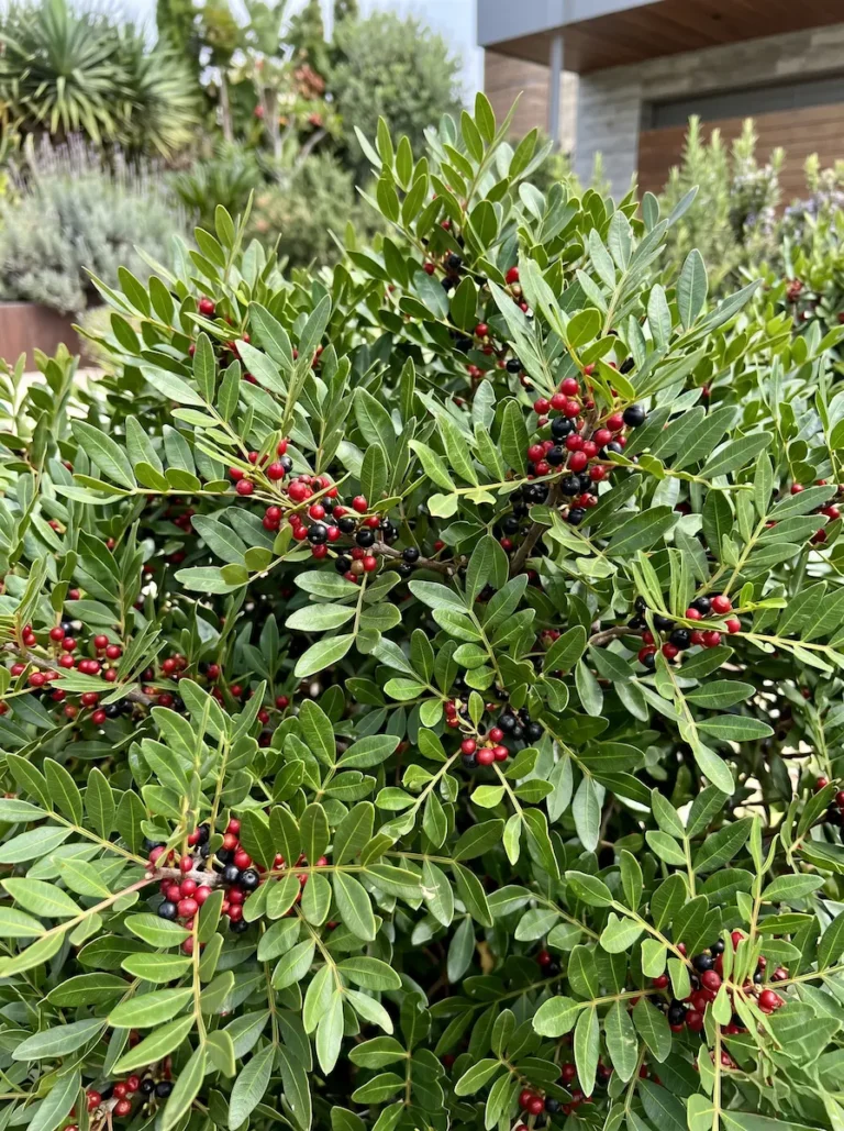 Primer plano fotográfico de las hojas pinnadas, coriáceas y de un verde brillante del Lentisco (Pistacia lentiscus), mostrando sus característicos frutos rojizos.