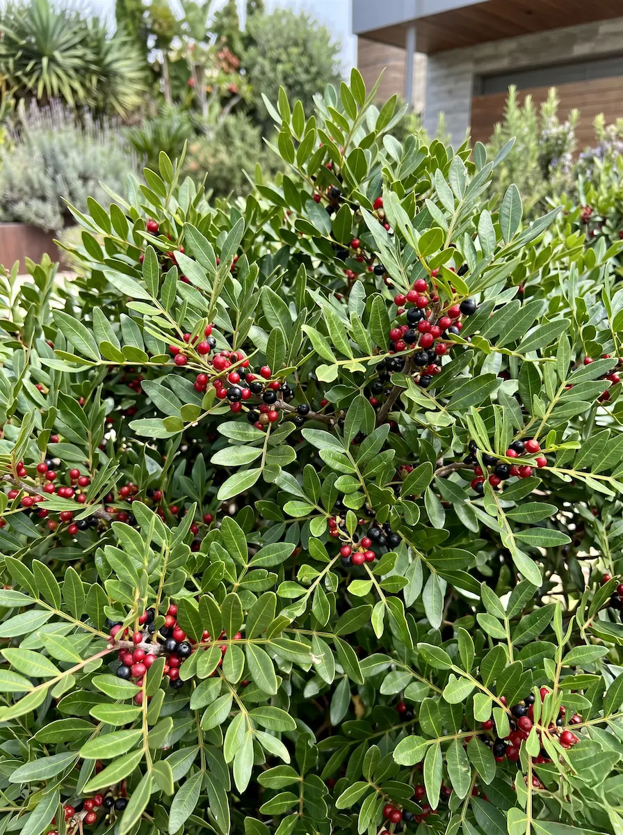 Primer plano fotográfico de las hojas pinnadas, coriáceas y de un verde brillante del Lentisco (Pistacia lentiscus), mostrando sus característicos frutos rojizos.