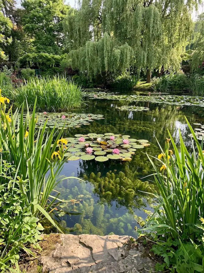estanque como una sucesión de zonas —desde la orilla húmeda hasta el centro profundo— nos permite jugar con la biodiversidad.