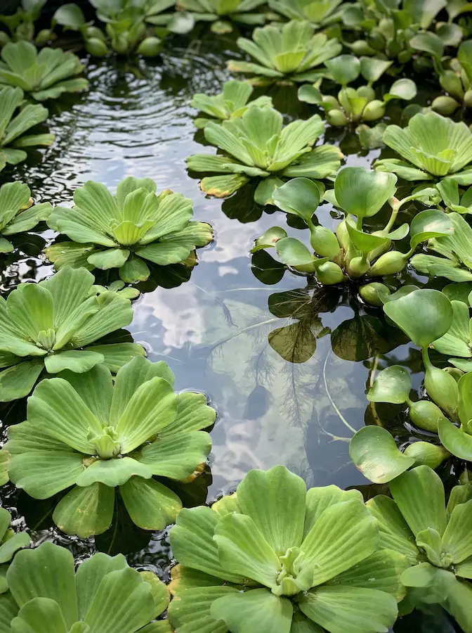 Pistia stratiotes (lechuga de agua) o los jacintos de agua (Eichhornia crassipes) no necesitan anclaje