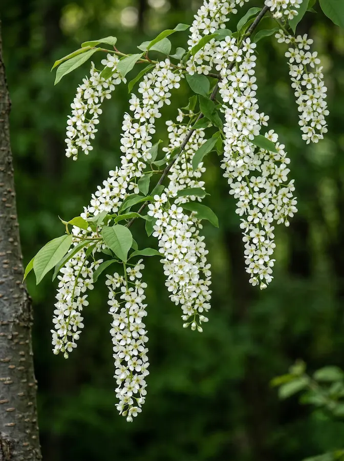 prunus padus cerezo silvestre