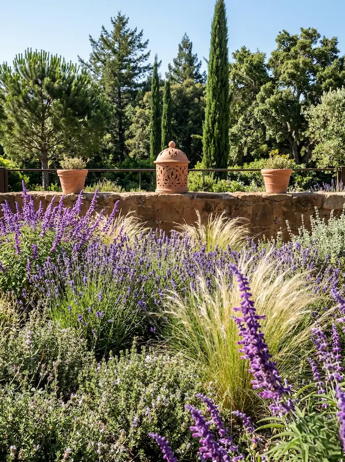 composición con tomillos, gramíneas y bosque mnediterraneo de fondo