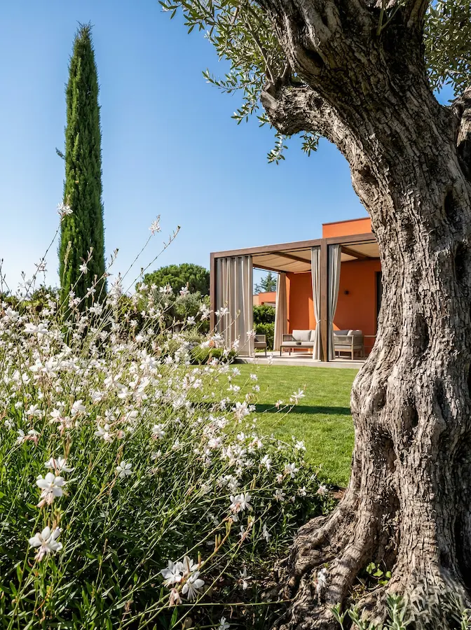 tronco nudoso y centenario de un olivo y gaura