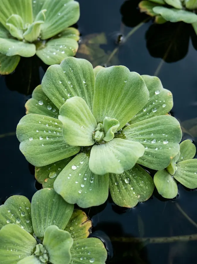 Primer plano vertical de rosetas de lechuga de agua con textura aterciopelada y gotas de rocío.