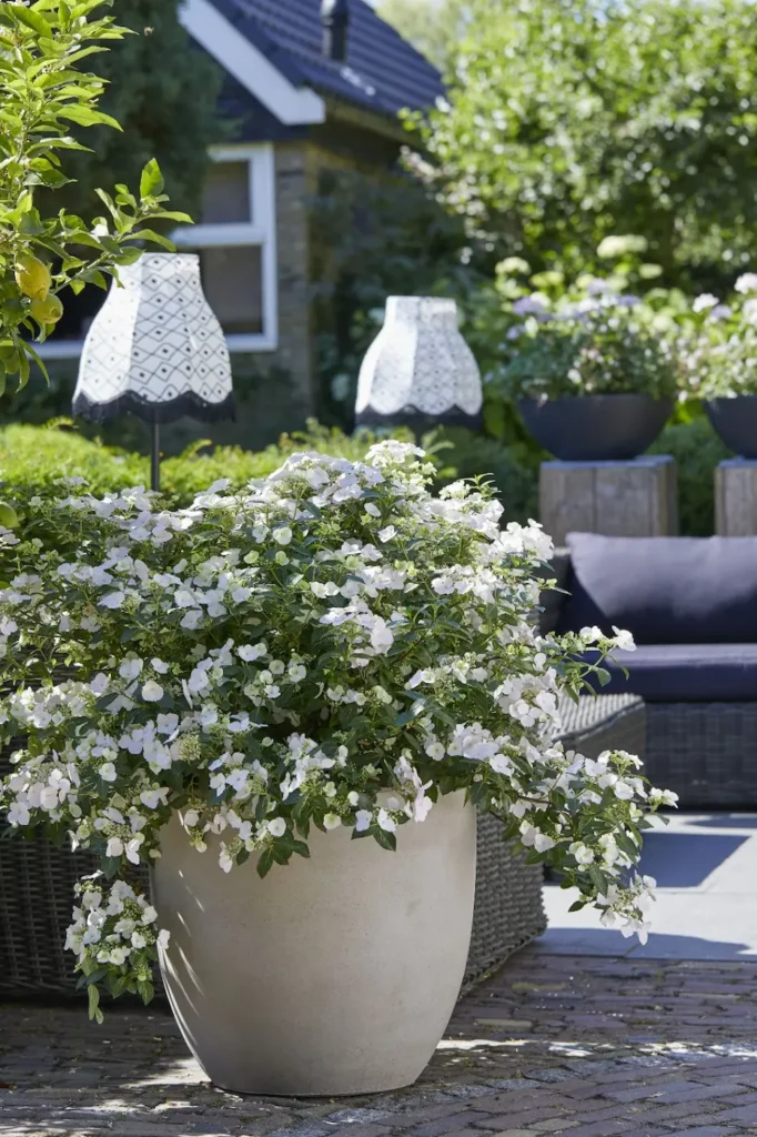 hortensia runaway en maceta destaca por su follaje verde intenso y su floración en blanco
