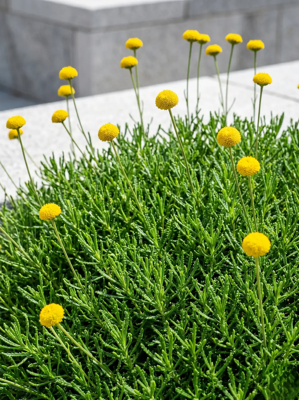 Primer plano fotográfico del follaje verde vibrante y las flores en forma de botón amarillo de la Santolina rosmarinifolia, mostrando una textura impecable.