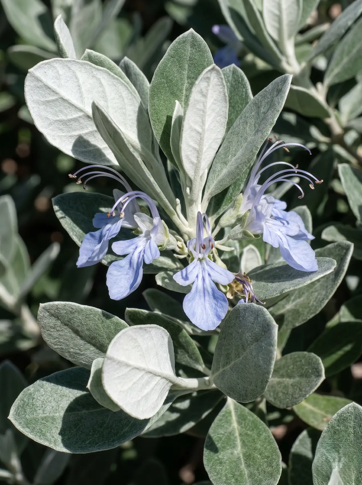 Primer plano fotográfico de las hojas plateadas y la sutil floración azul del Olivillo (Teucrium fruticans), mostrando su impecable textura geométrica.