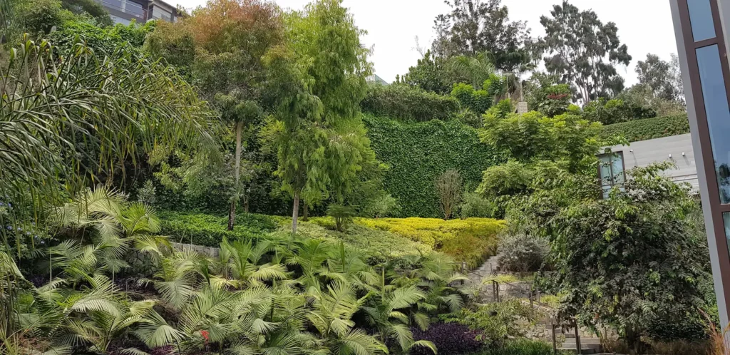 Muro de contención completamente cubierto por Ficus pumila frente a un diseño paisajístico de arbustos cromáticos y palmeras areca