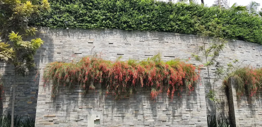 Stonegray wall with a long planter of cascading red flowers over the edge greenery above