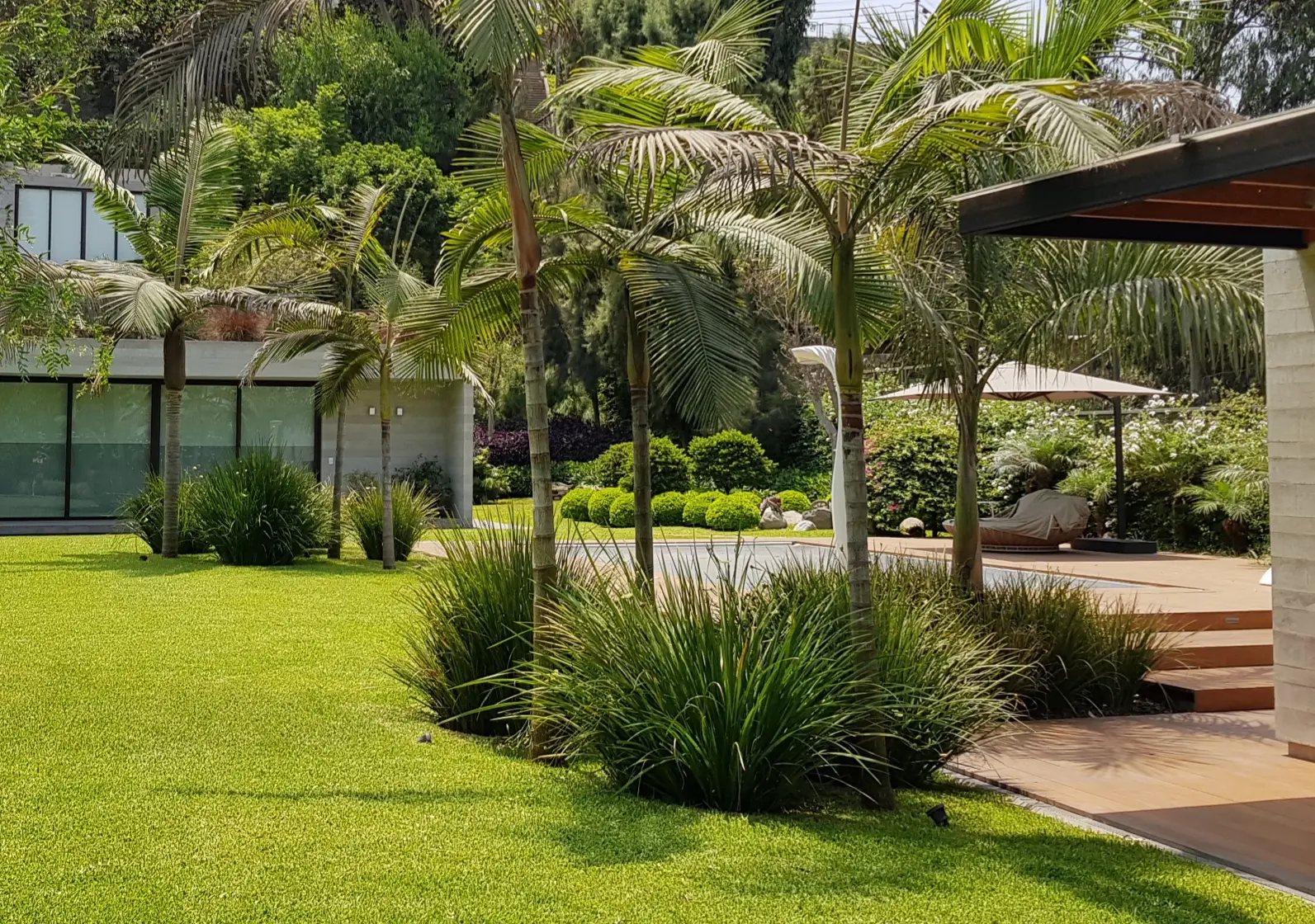 Explanada del jardín con piscina tarima de madera y vivienda de arquitectura contemporánea rodeada de vegetación en Lima