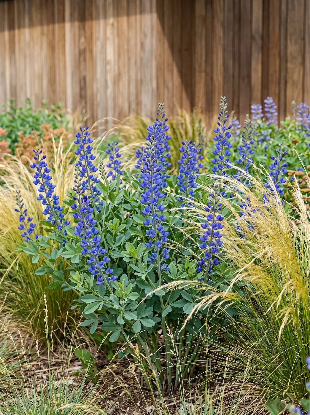 integración de baptisia australis con gramíneas