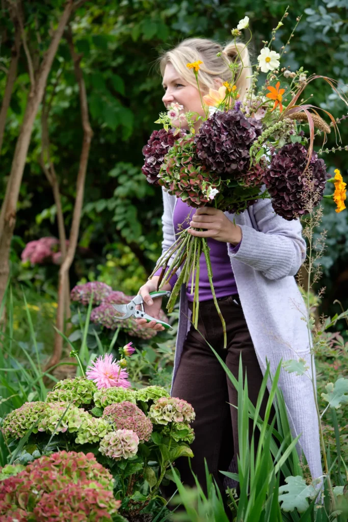 Cutting Magical for deco2 jardinesconestiloblog una mujer en un jardín exterior vestida con ropa de jardín sosteniendo en su brazo derecho un gran ramo de flores recién cortadas dominado por hortensias de color borgoña intenso y púrpura oscuro