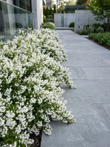 arriate con deutzia nikko una borudra blanca con movimiento