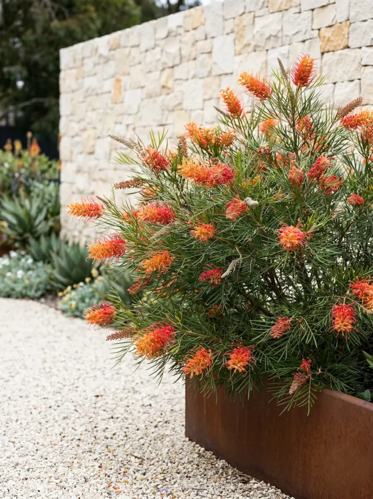 Una Grevillea con flores naranjas arquitectónicas situada como punto focal junto a una jardinera elevada de acero corten texturizado