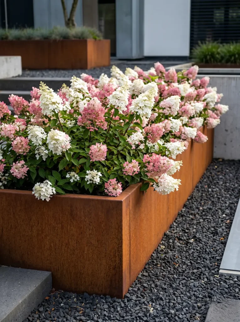 Hydrangea paniculata Groundbreaker Blush corten jardinesconestiloblog Detalle a baja altura de Hydrangea paniculata'Groundbreaker Blush' desbordando sobre el borde de una jardinera de acero Corten oxidado en un jardín de estética industrial moderna.