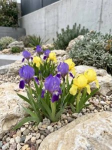 Flores del Lirio enano surgiendo entre las rocas, un detalle botánico de pura excelencia.