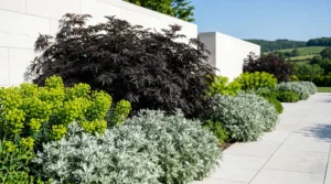 Composición jerárquica de Sambucus nigra oscuro contrastado con plantas plateadas frente a un muro de piedra natural caliza