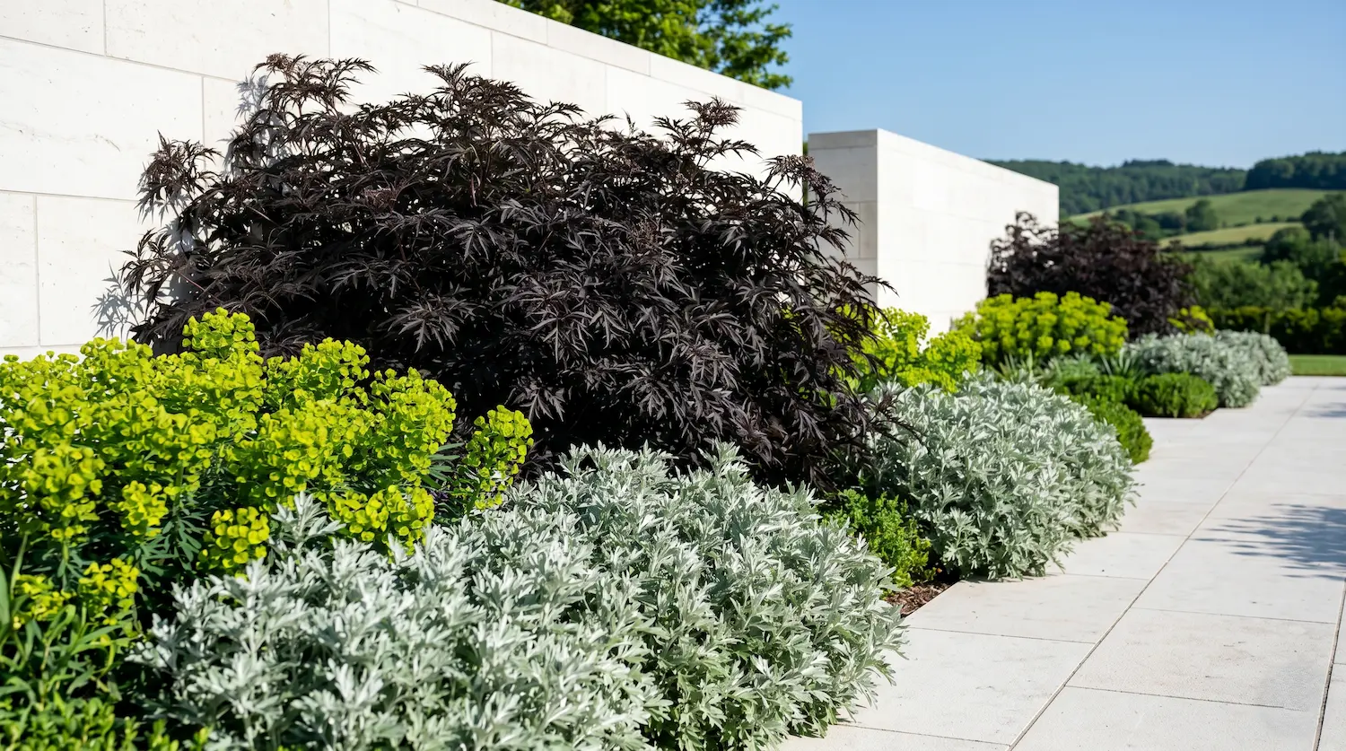 Composición jerárquica de Sambucus nigra oscuro contrastado con plantas plateadas frente a un muro de piedra natural caliza