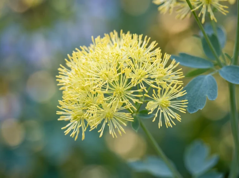 thalictro glauca flor en primer plano de vibrante color amarillo y hojas verdes plateadas