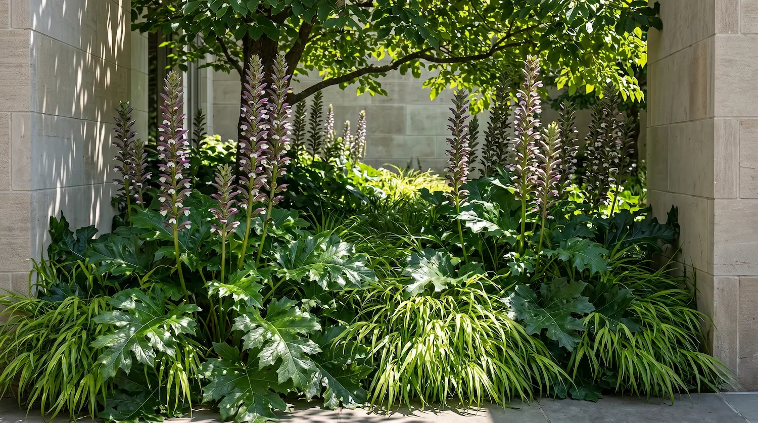 Composición paisajística contemporánea bajo luz tamizada destacando grandes hojas lustrosas de Acanthus mollis y espigas florales púrpuras frente a muros de piedra caliza