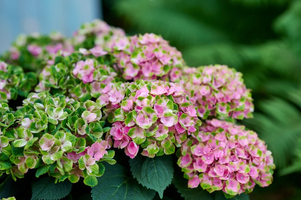 amethystpink9 jardinesconestiloblog detalle de macizo de Hydrangea Magical Amethyst